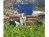 PoulaTo: Gorgeous Kc εγγεγραμμένα Beagle Pups